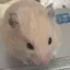れなのプロフィール画像