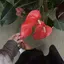 ありのプロフィール画像