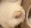 はくのプロフィール画像