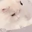 陽菜のプロフィール画像