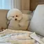 りこのプロフィール画像