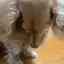 つつのプロフィール画像