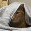 ねこのプロフィール画像