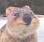 rokoのプロフィール画像