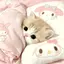 ^. ̫ .^ฅ゛のプロフィール画像