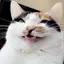 Aoのプロフィール画像