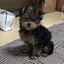 Pippiのプロフィール画像