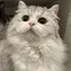 りーのプロフィール画像