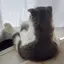 怪獣のプロフィール画像