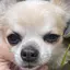 うまるのプロフィール画像