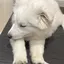 さーのプロフィール画像