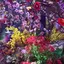 実家花屋のプロフィール画像
