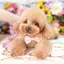 Daisyのプロフィール画像