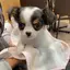 宮島のプロフィール画像