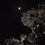 鯖のプロフィール画像