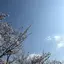 アネアのプロフィール画像