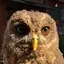 ごえもん☆彡のプロフィール画像