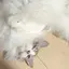 ねこちゃんのプロフィール画像