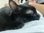 あき猫のプロフィール画像