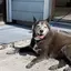 犬屋敷のプロフィール画像