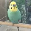 あじのプロフィール画像