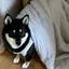 ゆめかのプロフィール画像