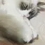 めめのプロフィール画像