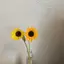 ぱるのプロフィール画像