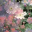 sumireのプロフィール画像
