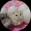 はむちゃんのプロフィール画像