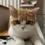 ちゃのプロフィール画像