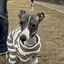 のえるのプロフィール画像