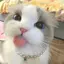 IshijimaKANAEのプロフィール画像