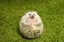 ミッチのプロフィール画像