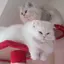 姫子のプロフィール画像