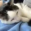 ｶｴﾃﾞのプロフィール画像