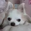 ちえのプロフィール画像