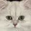 ちはるのプロフィール画像