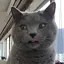 ねこのプロフィール画像