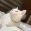 なんちゃんのプロフィール画像