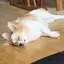 しみしみのプロフィール画像