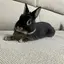 acoのプロフィール画像