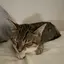 リンのプロフィール画像