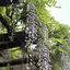 さくらもちのプロフィール画像