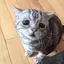 ほしのプロフィール画像