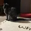 みみえのプロフィール画像