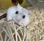 かえーーーーーで!?のプロフィール画像