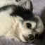 おんちゃんのプロフィール画像