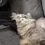 しっぽのプロフィール画像