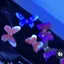 🦋のプロフィール画像